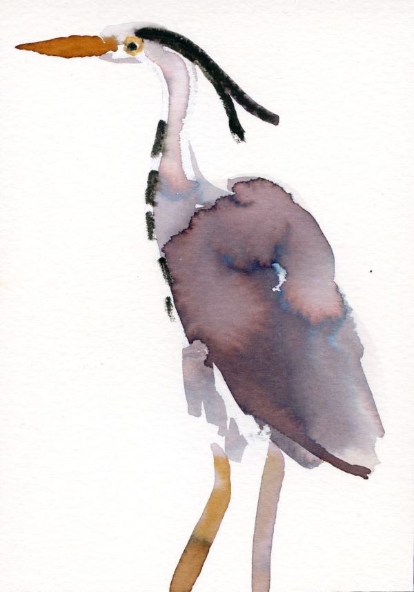 Illustration of a heron, in ink and watercolour pencil